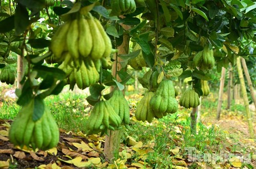 
Nhờ trồng cây bàn tay phật nhiều người dân vùng đất Đắc Sở đổi đời thu hàng trăm triệu mỗi năm.
