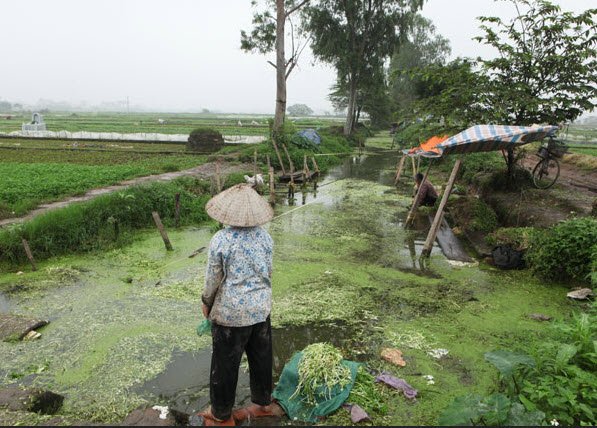 
Dòng kênh được người dân tận dụng làm nơi rửa rau hàng ngày trước khi đem ra chợ bán
