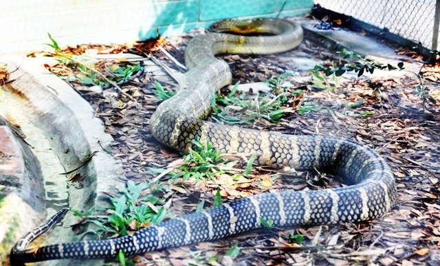 
Ngoài con rắn hổ mang chúa đã chết được làm tiêu bản trưng bày ở bảo tàng, trại rắn Đồng Tâm còn có 4 con hổ mang “khủng”, tuổi từ 13-16 và nặng hơn 10kg và dài gần 4m.
