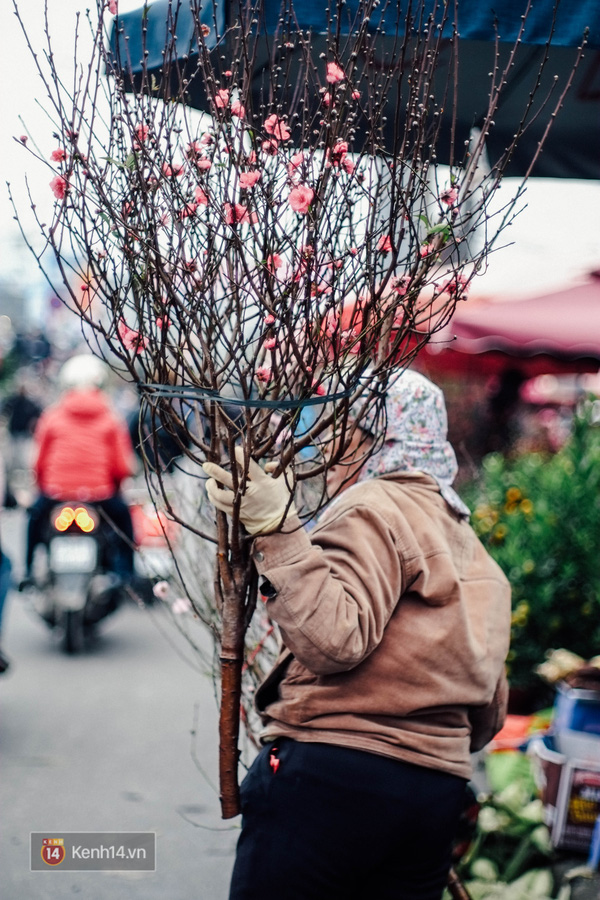 Một cành đào như thế này có giá là 700.000 đồng.