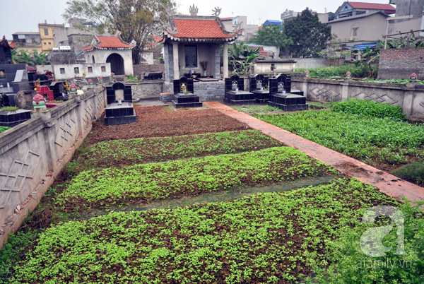 
Cảnh tận dụng đất nghĩa trang trồng rau bán như thế này khá phổ biến ở ngoại thành Hà Nội.
