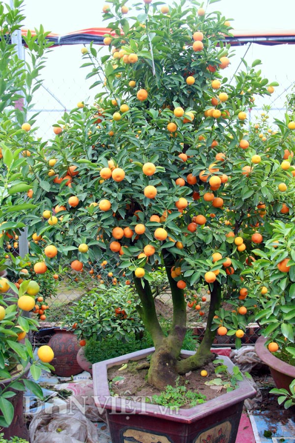 
Quất bonsai thế tam đa
