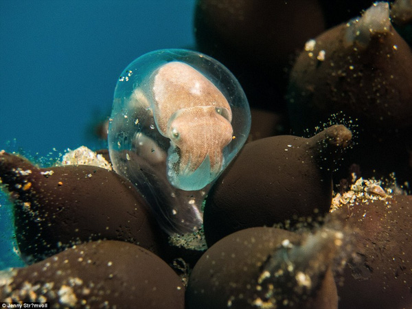 
Khoảnh khắc vô cùng ấn tượng: Một chú mực nang tại vùng biển Mozambique chuẩn bị nở
