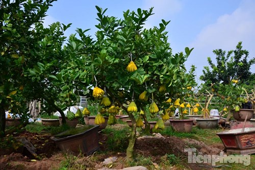 Theo ông Dũng cho biết, năm trước gia đình thu về khoảng 600 triệu đồng từ bán cây phật thủ bonsai.