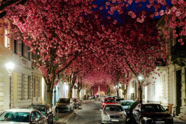 
Vào tháng 4 hàng năm, đường phố ở Bonn được phủ màu hồng tuyệt đẹp bởi sắc hoa anh đào.
