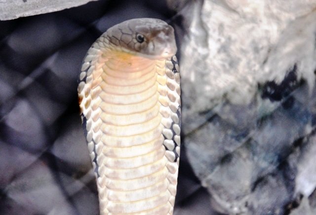 
Hổ mang chúa còn được gọi là rắn hổ mây bởi tốc độ di chuyển rất nhanh, là loài rắn độc có trọng lượng, kích cỡ lớn nhất thế giới.
