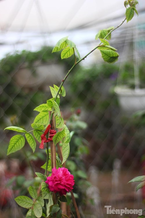 Anh Tuyên bắt đầu làm cây cảnh từ những năm 2003, chủ yếu trồng hoa hồng (với hơn một chục giống khác nhau) và hoa lan. Hiện tại, gia đình anh có một nhà vườn 1.000 mét vuông để trưng bày cây cảnh và một khu sản xuất rộng khoảng 1 ha.