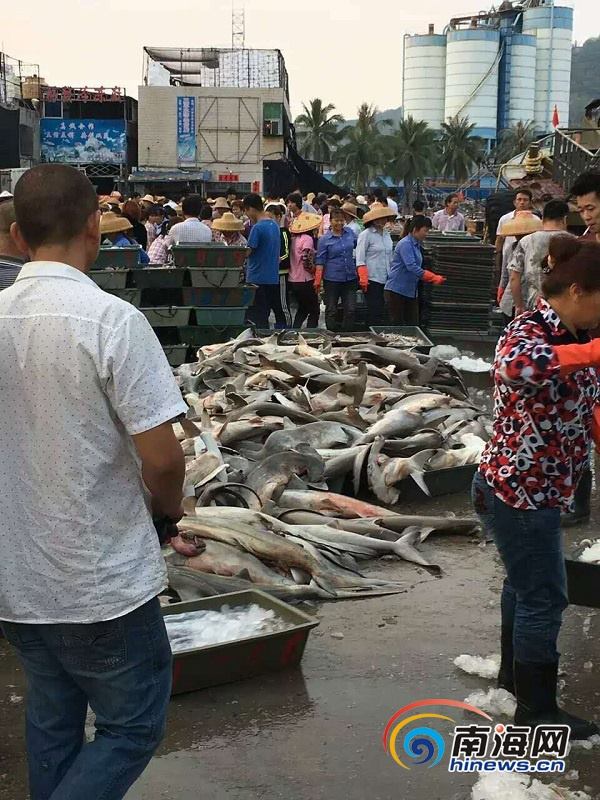 
Hầu hết số cá này đã chết và được bán với giá không quá 20 tệ/1 kg (khoảng 69.000 đồng/1kg).
