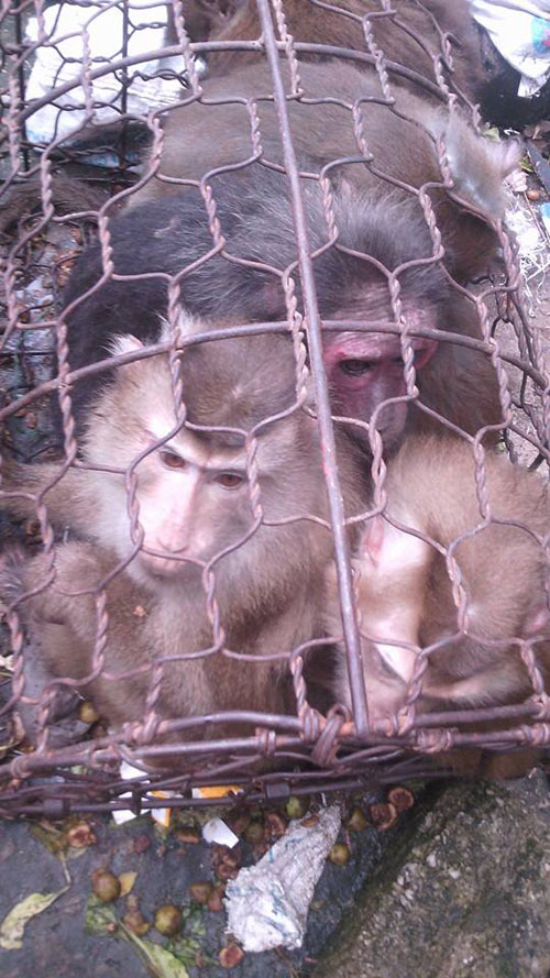 
Những chú khỉ trước khi bị giết thịt ( Ảnh: ENV cung cấp)
