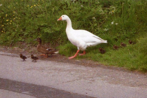 
The Goose hàng ngày vẫn theo đàn vịt đi chơi.
