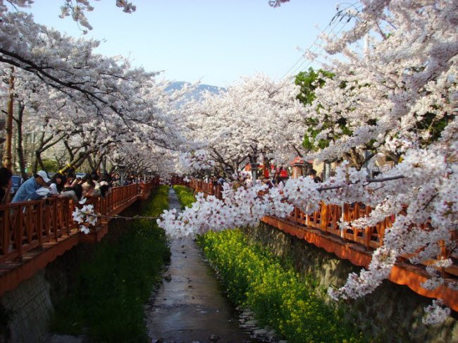 
Lễ hội hoa anh đào lớn nhất Hàn Quốc, được tổ chức lần đầu tiên vào năm 1952, hút hàng nghìn lượt khắp tham quan mỗi năm.
