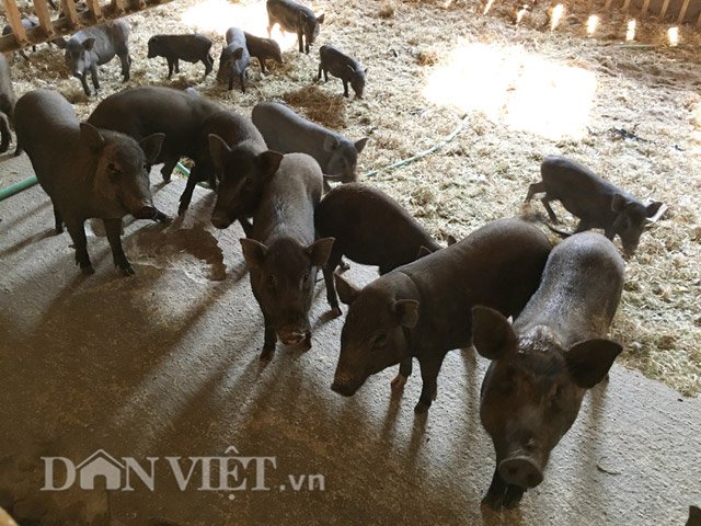 Số lợn kiềng sắt đang được nuôi bảo tồn tại Trại nghiên cứu thực nghiệm ứng dụng công nghệ sinh học (Sở KHCN Quảng Ngãi)