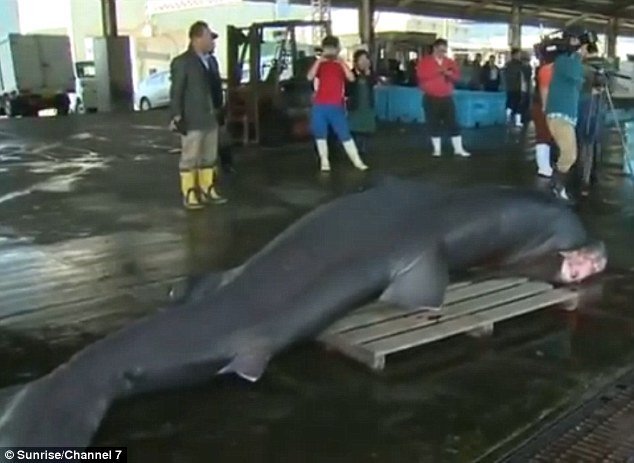 
Con cá mập dài 5m và nặng hơn 1 tấn.
