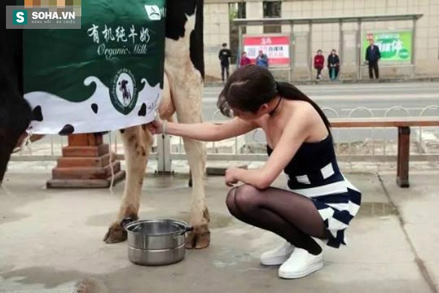 
Cô gái trẻ xuất hiện cùng con bò sữa trên phố đã thu hút được nhiều người qua đường.
