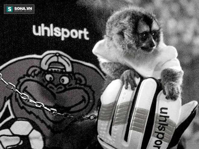 
Chú khỉ linh vật suýt chút nữa làm một huyền thoại bóng đá khốn khổ.

