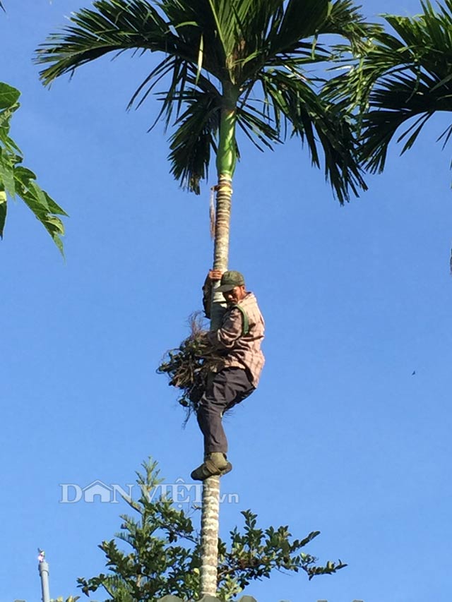 Người đi mua cau tự trèo lên để hái.