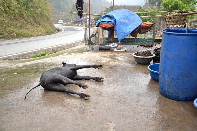 Trâu Sa Pa lại gục chết hàng loạt