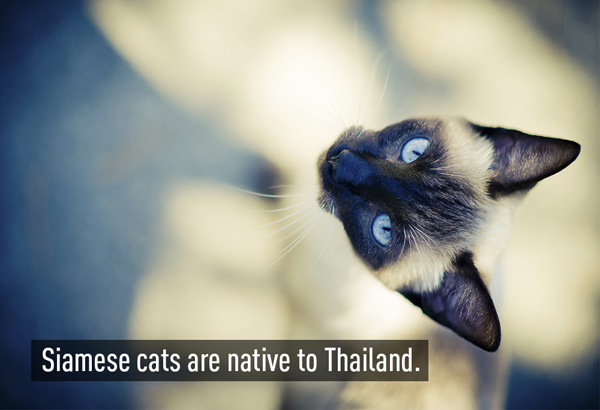 
Giống mèo Xiêm (Siamese cat) có nguồn gốc từ Thái Lan. Tại Thái, chúng được gọi là wichen-maat, có nghĩa là mặt trăng bằng kim cương. Trong truyền thống người Thái, khi mang một đôi mèo Xiêm tới cho cô dâu trong lễ cưới có thể thay lời chúc phúc trăm năm.
