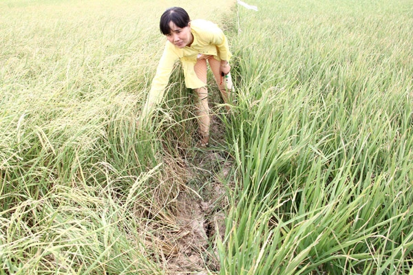 
Chị Phạm Minh Thư ở tỉnh Trà Vinh xót xa bên 4 công lúa bị chết khô và hy vọng đến ngày thu hoạch có chút đỉnh lo cho con cái đi học đã tiêu tan. Ảnh: Vietnamnet
