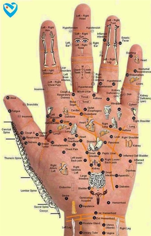 
Y học cổ truyền Trung Quốc cho rằng 5 ngón tay tương ứng cho các cơ quan nội tạng. (Ảnh: Internet)
