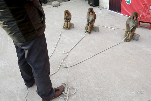 
Mỗi ngày, những chú khỉ sẽ phải trải qua những bài luyện tập khắc nghiệt với cường độ cao.
