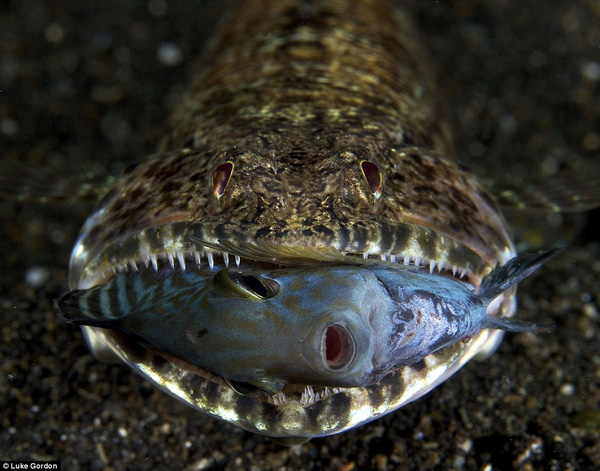
Sinh vật đang nuốt mồi này có tên là cá tắc kè - lizard fish, còn nạn nhân xấu số của nó là loài cá Indonesia - Juvenile Acanthuridae. Bức ảnh được chụp bởi nhiếp ảnh gia người Anh Luke Gordon.
