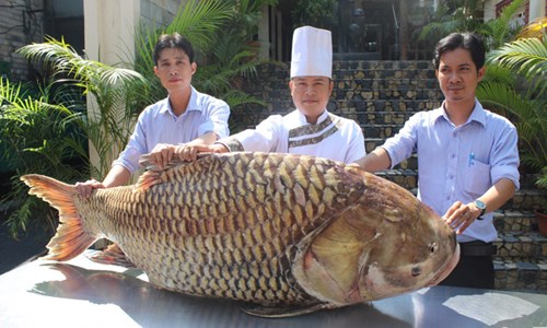 
Chủ nhà hàng không tiết lộ về mức giá. Tuy nhiên, thời gian vừa qua cũng có một số nhà hàng ở TPHCM mua được cá hô với giá hơn 2 triệu đồng/kg, như vậy con cá này có thể có giá trên 200 triệu đồng. Ảnh: Tiền phong
