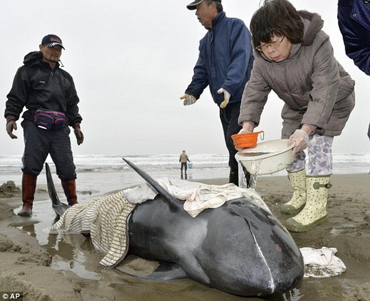 
Người Nhật lấy nước làm mát cho cá voi dạt vào thành phố biển Hokota. Ảnh: AP
