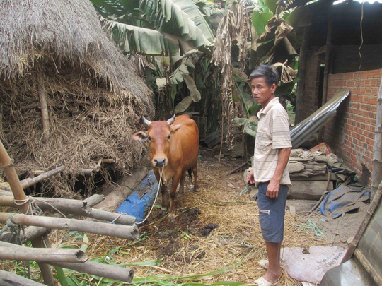 Con bò mẹ của gia đình ông Anh sinh lần thứ 2 cho ra con bê 2 đầu Ảnh: CTV