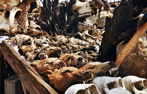 
Đặt chân đến khu chợ này không ít người phải rùng mình với cảnh tượng hàng ngàn chiếc đầu lâu nhăn răng, trợn mắt và xác của các loài thú như nai, hoẵng, trâu rừng, mèo, khỉ…
