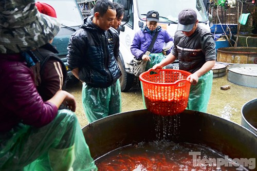 Chợ cá Yên Sở sáng 31/1 (22 tháng Chạp) nhộn nhịp với hàng chục ô tô chở cá vàng từ các tỉnh Nam Định, Hải Dương, Ninh Bình, Hà Nam… đổ về đây chuẩn bị cho ngày tết ông Công, ông Táo.