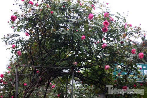 Đây được cho là loài hoa bản địa của Sapa, nhưng giống hồng cổ này lại có nguồn gốc từ châu Âu, cụ thể là một giống hồng Pháp cổ.