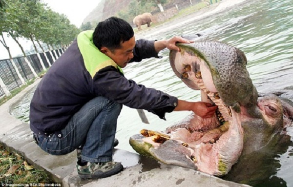 
Vệ sinh răng miệng cho hà mã, việc nhẹ nhưng không phải ai cũng có thể làm.
