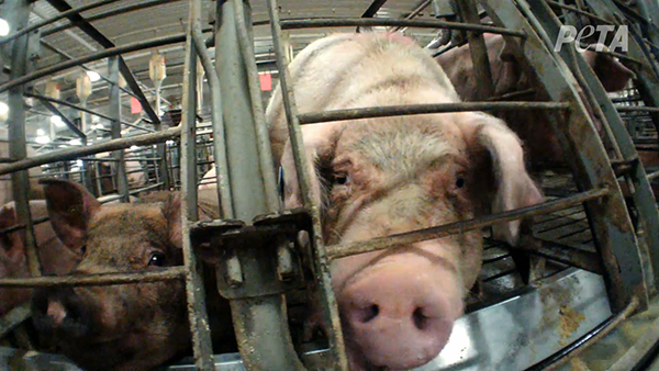
Lợn cái bị nhốt vào chuồng, liên tục thụ tinh để đẻ.
