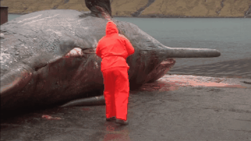 Đúng vậy! Xác cá voi dạt bờ có thể phát nổ, và không nhiều người biết về nó.