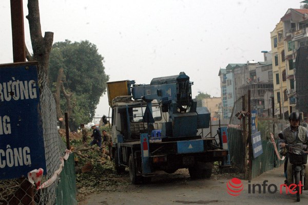 
Xe cẩu vào đốn hạ loạt cây xà cừ ở đường Láng, quận Đống Đa, Hà Nội.

