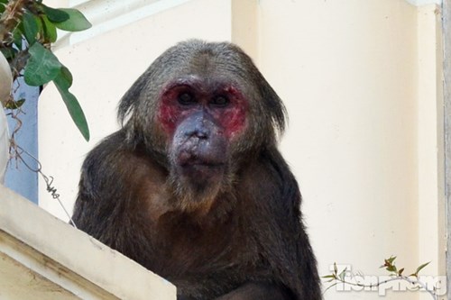
Con khỉ có mặt đỏ, lông dài xám thường xuyên leo trèo qua các ban công của dãy nhà.
