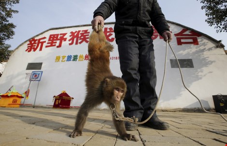  Zhang Zhijie đang huấn luyện con khỉ của mình trước thềm năm mới 2016  