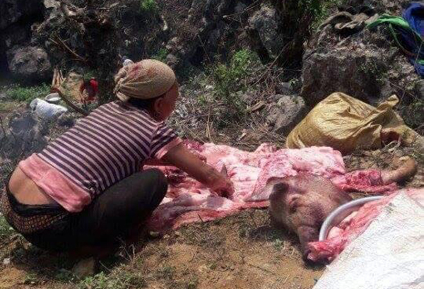 
Hình ảnh người dân mổ thịt những con lợn chết ngay bên đường để tiêu thụ.
