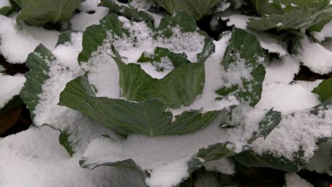 
Hình ảnh tuyết rơi tại Sapa. Ảnh: Pháp luật TPHCM
