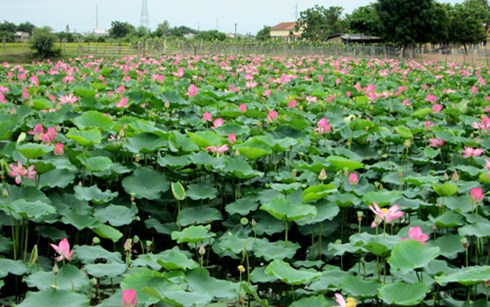 Gia đình ông Xuống liên tục canh tác, thay đổi cây trồng trên diện tích đất hiện có.