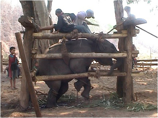 
Quá trình Phajaan vô nhân đạo với mục đích phá vỡ tinh thần của voi.
