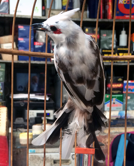 
Cũng nằm trong bộ sưu tập chim quý của anh Tú, con chào mào này có giá lên đến 130 triệu đồng. Ảnh: Vietnamnet
