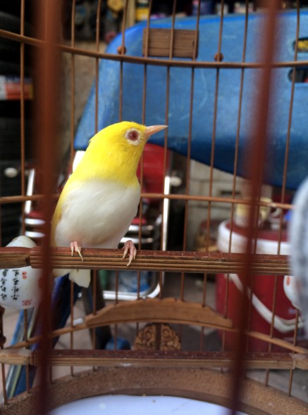 Bán - Bán gấp nhiều chim chào mào cảnh (có hình thật) giá rẻ tại Tuy Hòa,  Phú Yên | TUY HÒA PLUS - DIỄN ĐÀN HÀNG ĐẦU TUY HÒA PHÚ YÊN