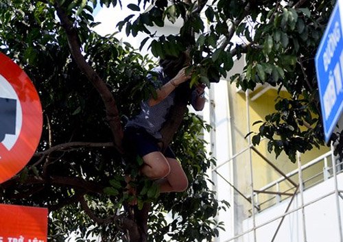 
Ở một góc đường bên cạnh, một fan ôm cây, tay cầm máy chụp ảnh thần tượng từ trên cao.

