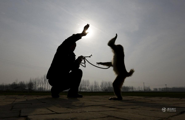 
Công việc nuôi dạy khỉ được coi là một nghề truyền thống của dân làng Bào Loan.
