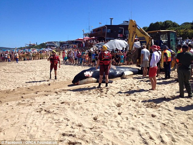 
Chú cá voi đang được cứu trợ sau khi bị trôi dạt vào Vịnh Plettenberg, Nam Phi, trước khi chết.
