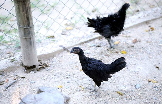 
Gà đen Ayam Cemani được nuôi nhốt trong lồng sắt rất rộng, đảm bảo cho gà có thể chạy nhảy giúp chất lượng thịt ngon như được thả ngoài tự nhiên.
