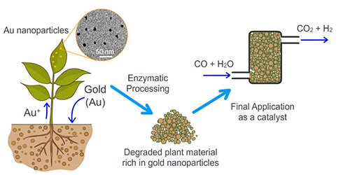 
Kỹ thuật phytoming giúp thu hoạch vàng nano từ cây nhằm phục vụ ngành công nghiệp hóa chất.
