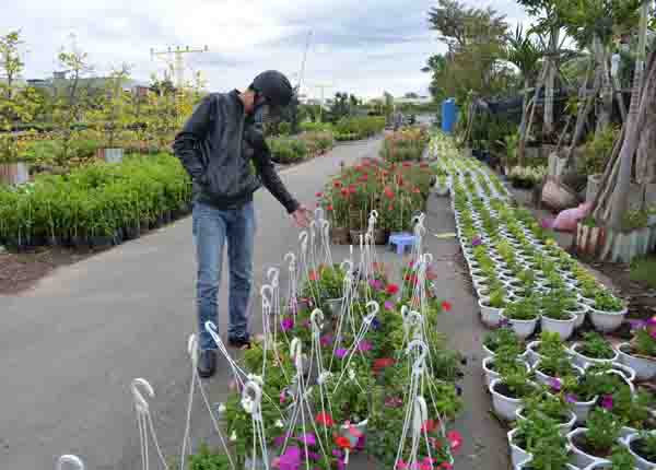 
Dù chỉ còn một ngày nữa là đến Tết Bính Thân 2016, nhưng tại các điểm bán hoa cây cảnh ở Đà Nẵng vẫn còn ngập tràng các loại hoa.
